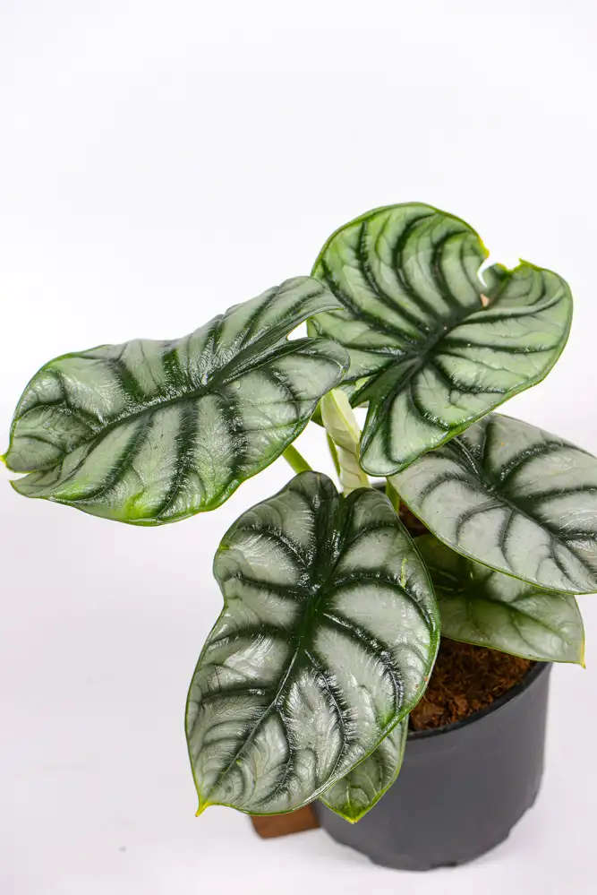 Alocasia Silver Dragon