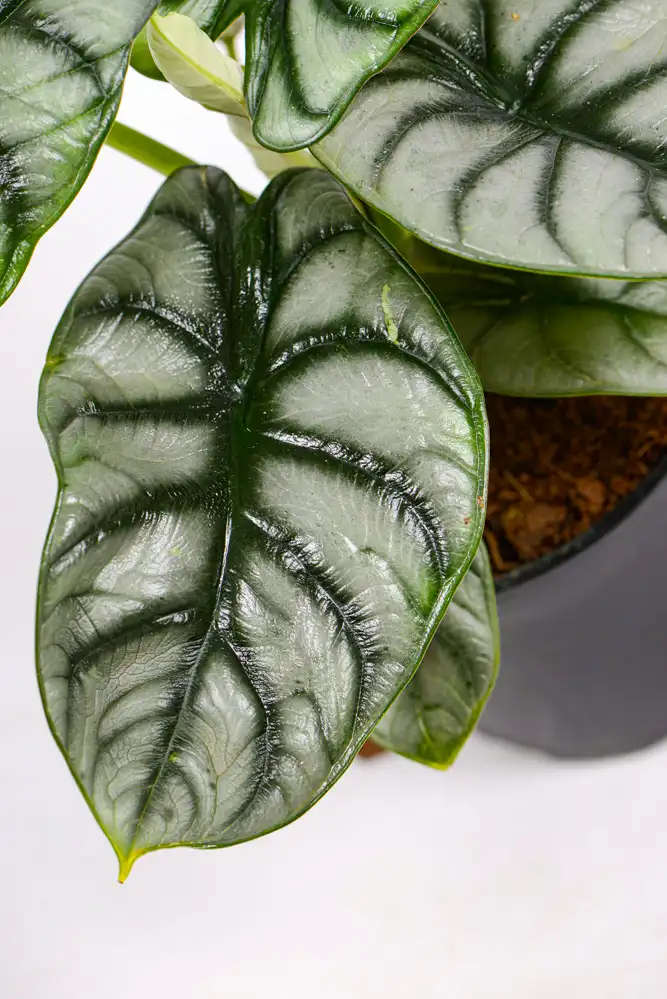 Alocasia Silver Dragon