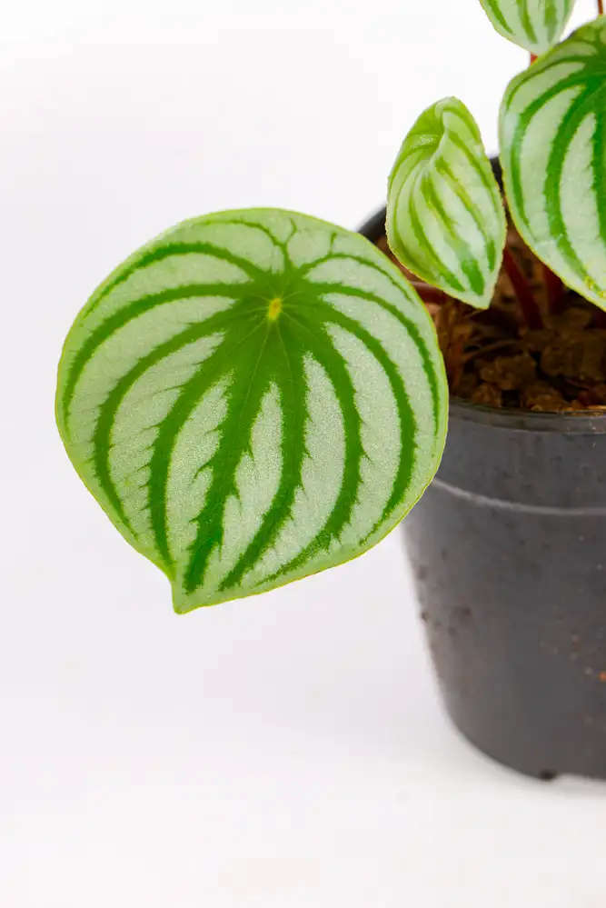 Watermelon Peperomia