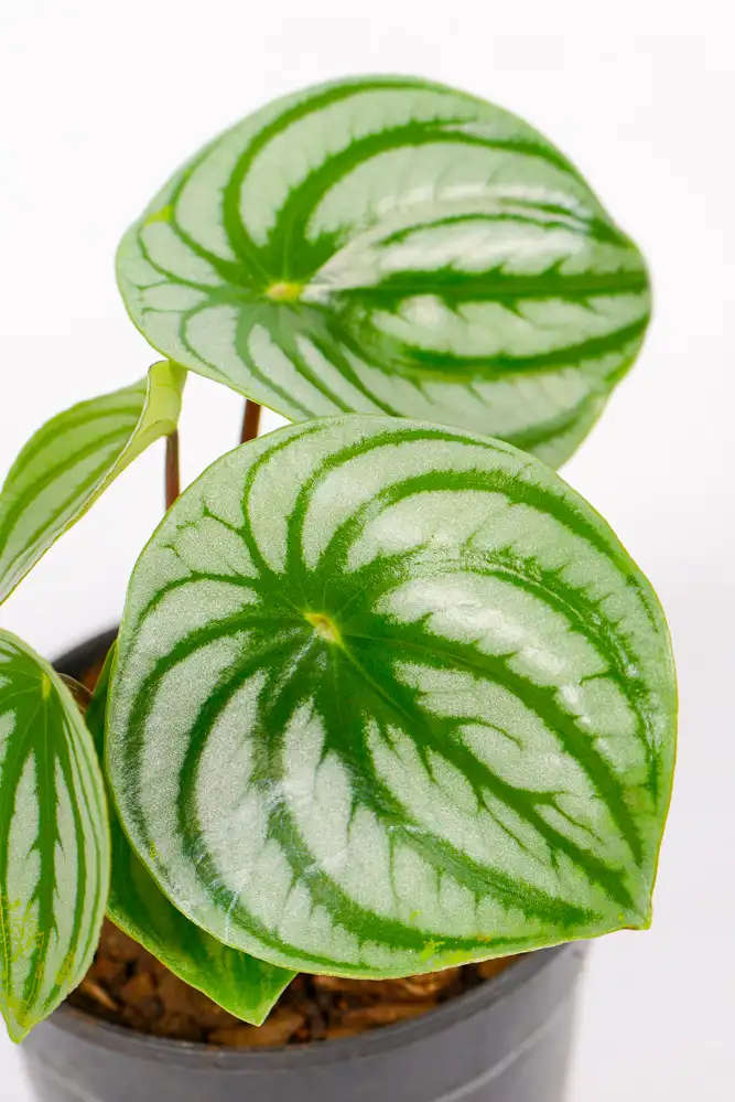 Watermelon Peperomia