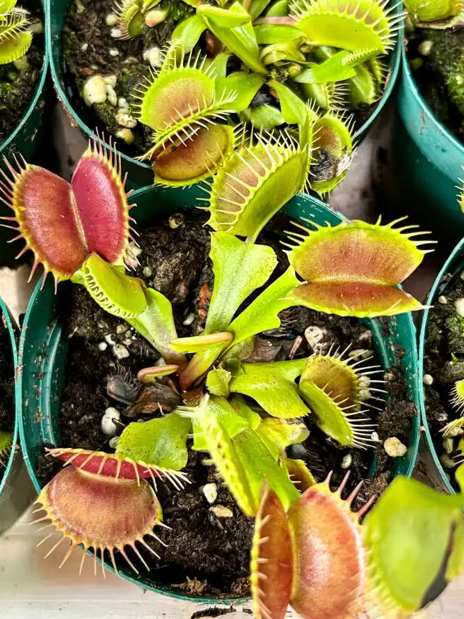 Venus Fly Trap