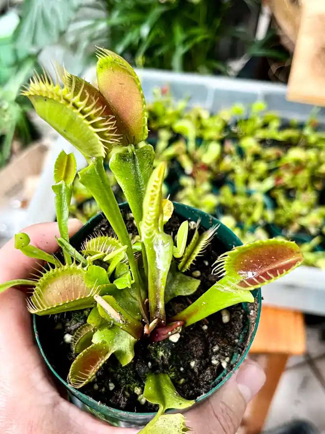 Venus Fly Trap