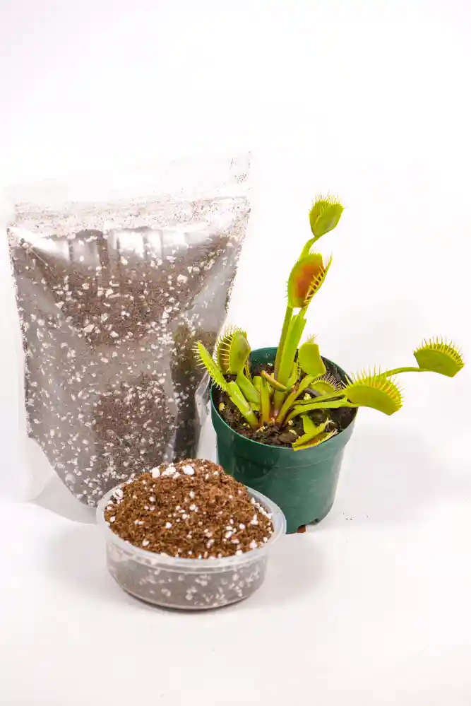 Venus Fly Trap Soil
