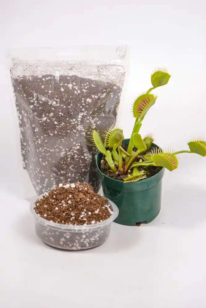 Venus Fly Trap Soil