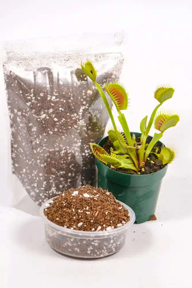 Venus Fly Trap Soil