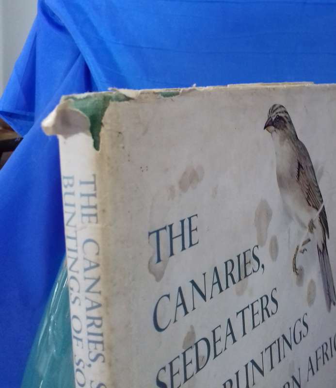 Canaries Seedeaters and Buntings of Southern Africa