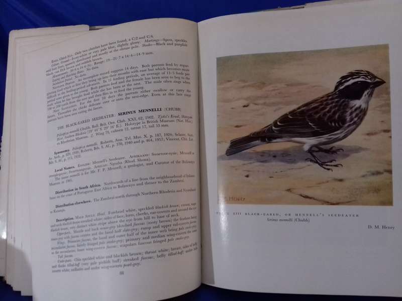 Canaries Seedeaters and Buntings of Southern Africa