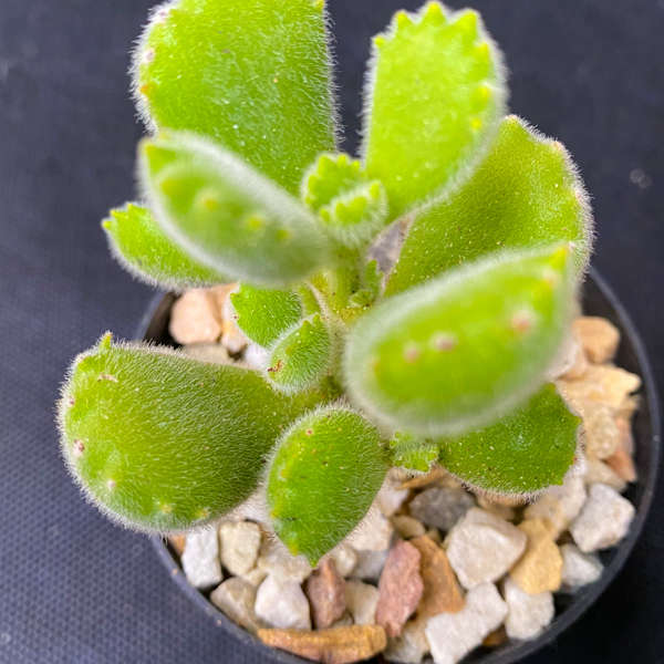 Cotyledon tomentosa 'Bear Paws'