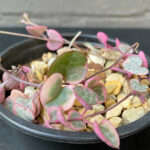 Ceropegia woodii 'Variegated String of Hearts'