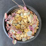 Ceropegia woodii 'Variegated String of Hearts'