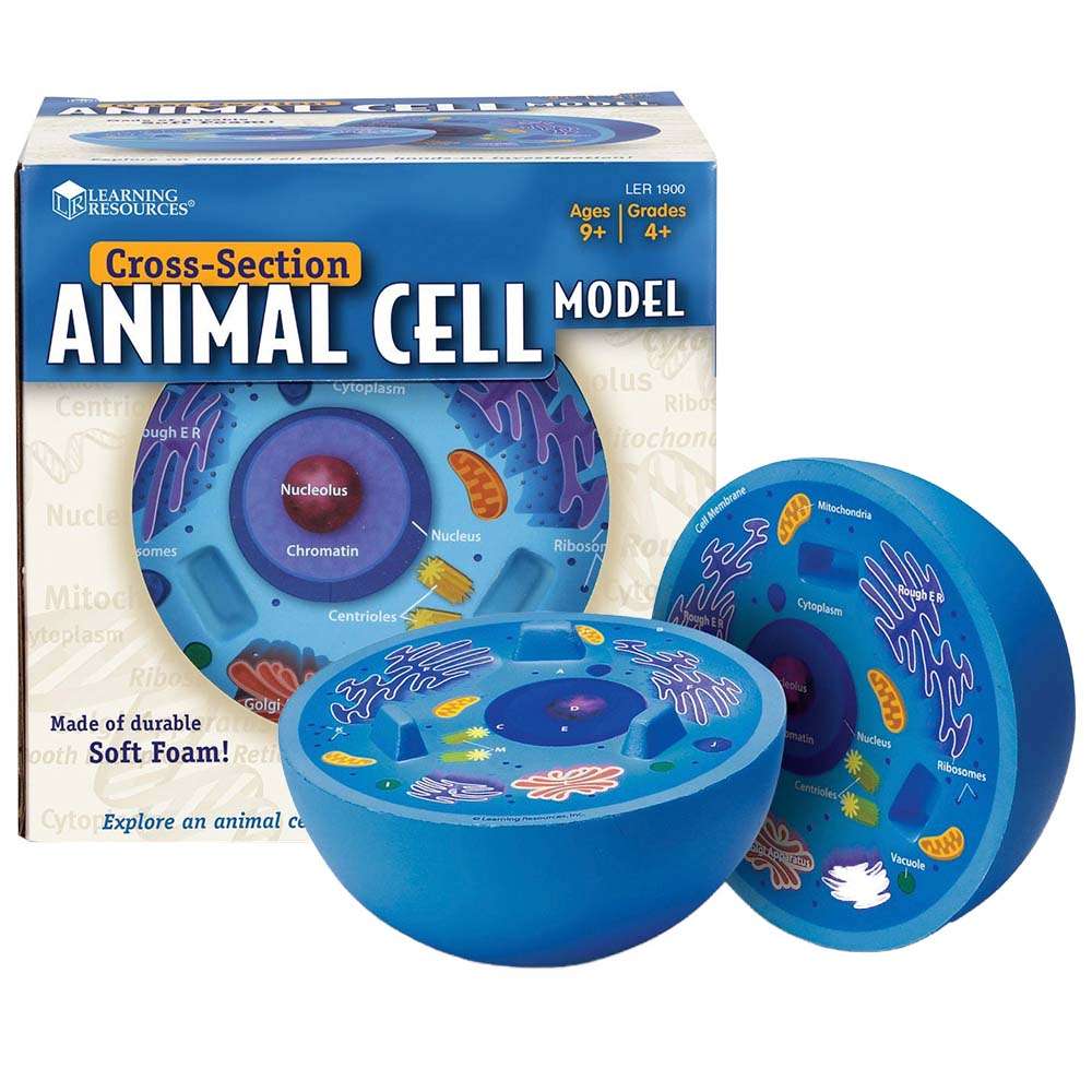 Learning Resources - Cross-Section Animal Cell Model- Damaged Packaging