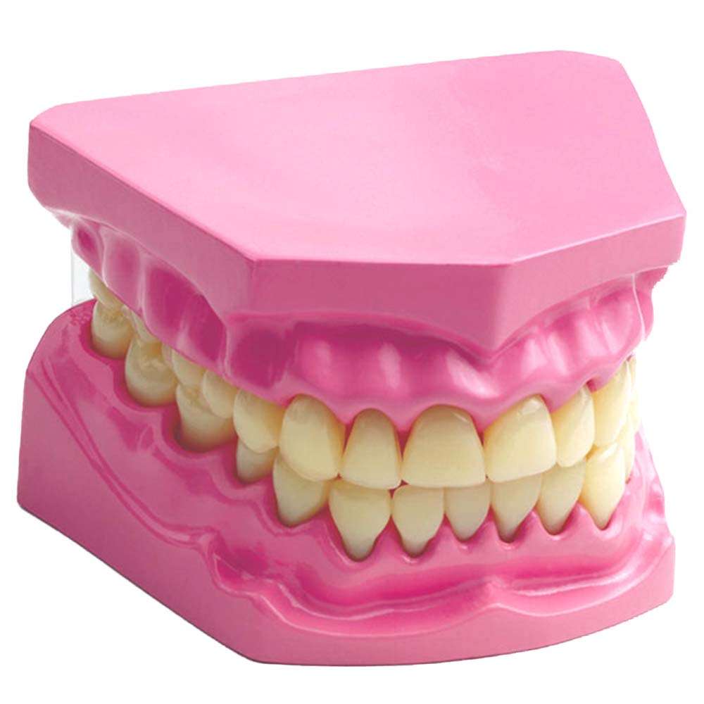 Edu-Toys - Dental Model- Packaging Damaged