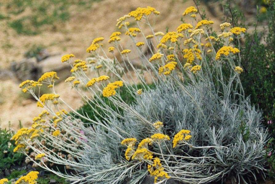 African Helichrysum Essential Oil10 ml (1/3 oz). 100% Pure, Undiluted