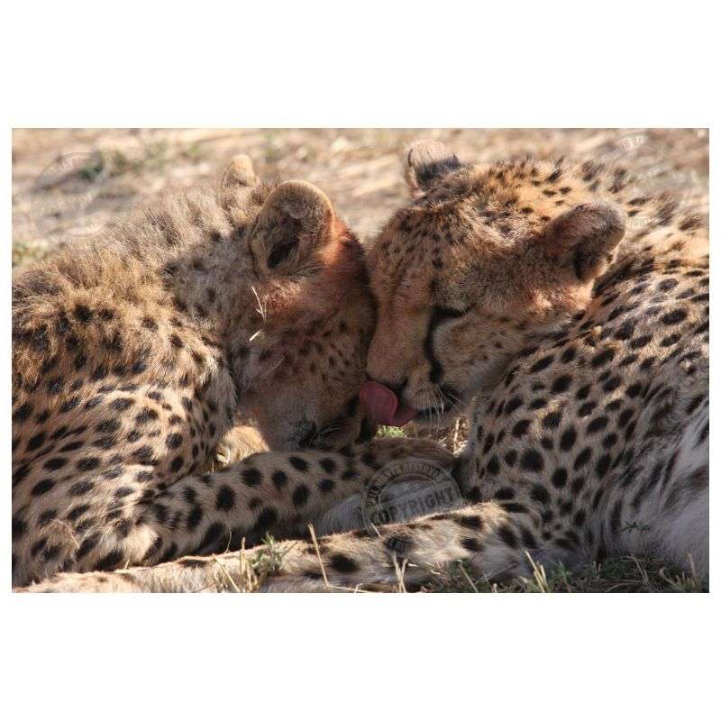 PhotoRanger Canvas Print Wedding Kiss