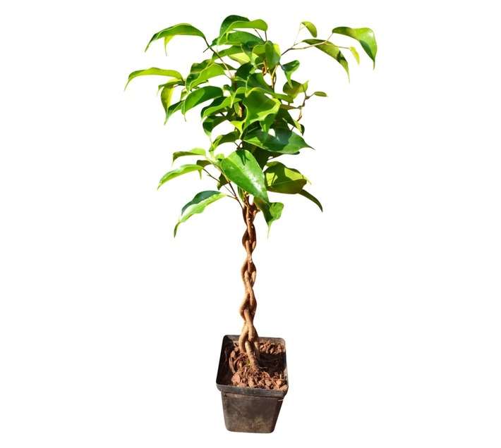 Airely Farms Ficus Braided Potted Plant - Assorted (100mm)