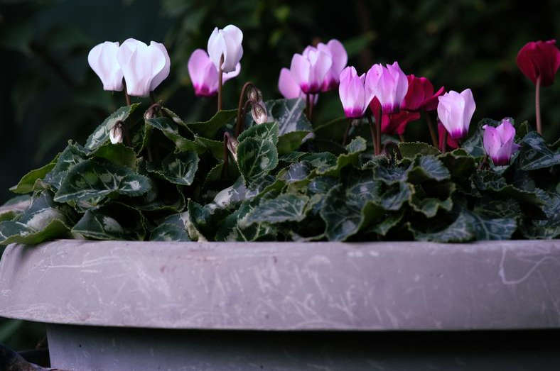 Viltrox AF 85mm f/1.8 FE II Lens for Sony E