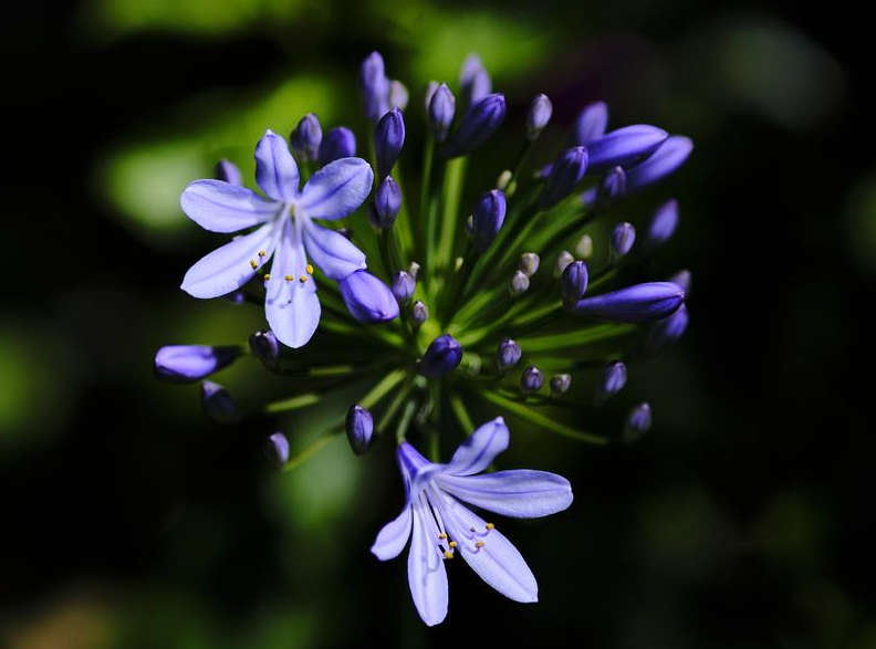 Viltrox AF 85mm f/1.8 FE II Lens for Sony E