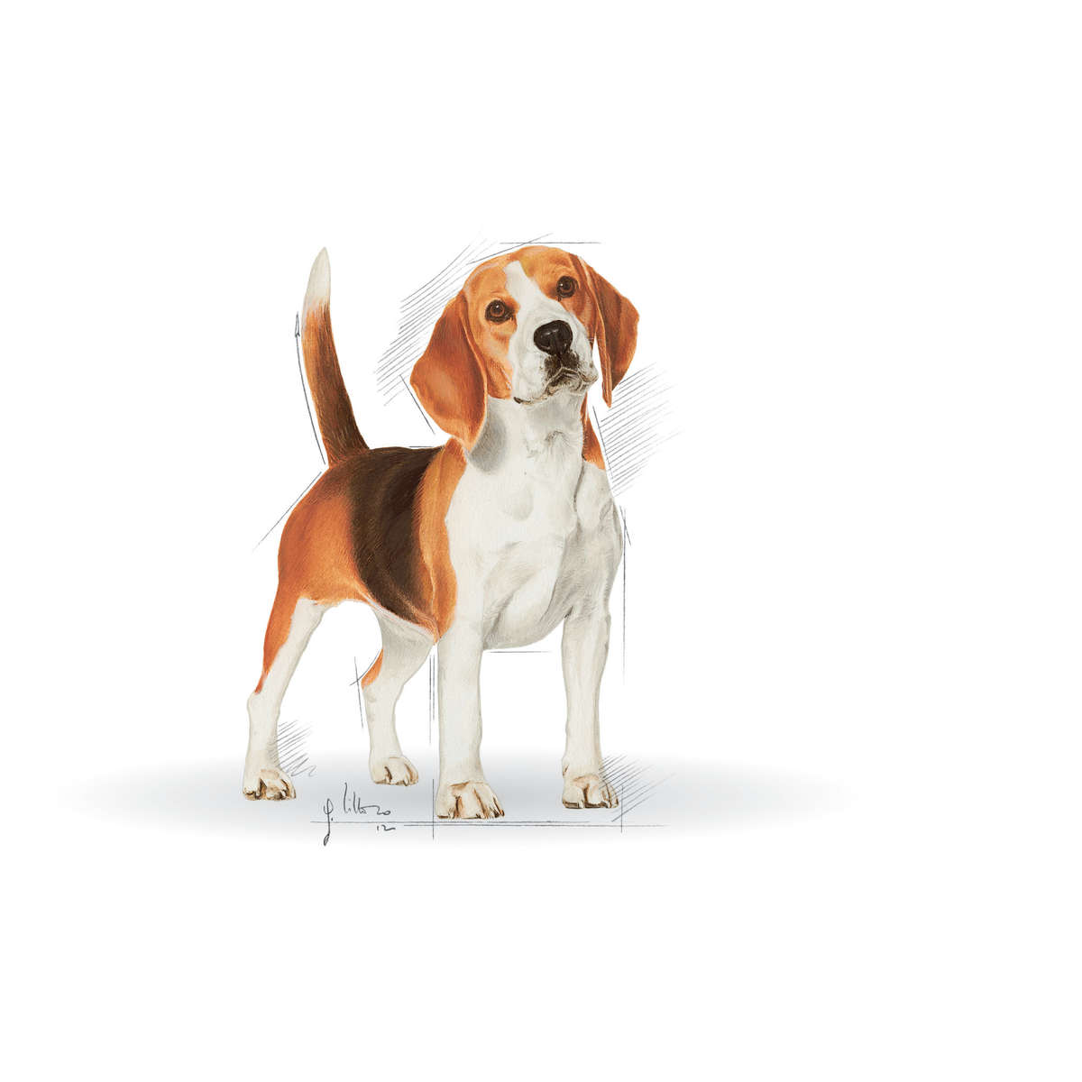 Beagle Adult - 12kg