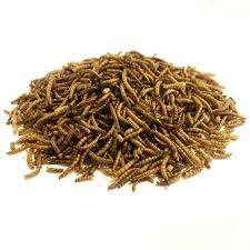 Dried Mealworms