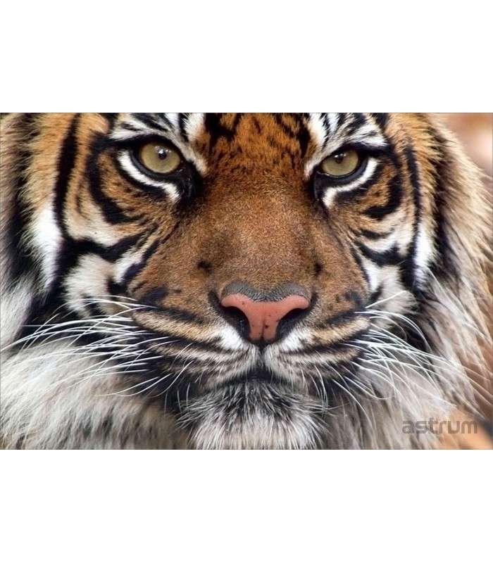 Astrum NB200 3D Vinyl Removable Laptop Skins for up to 15.6"