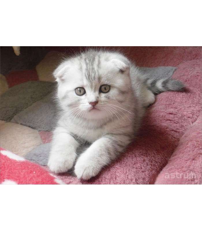 Astrum NB200 3D Vinyl Removable Laptop Skins for up to 15.6"