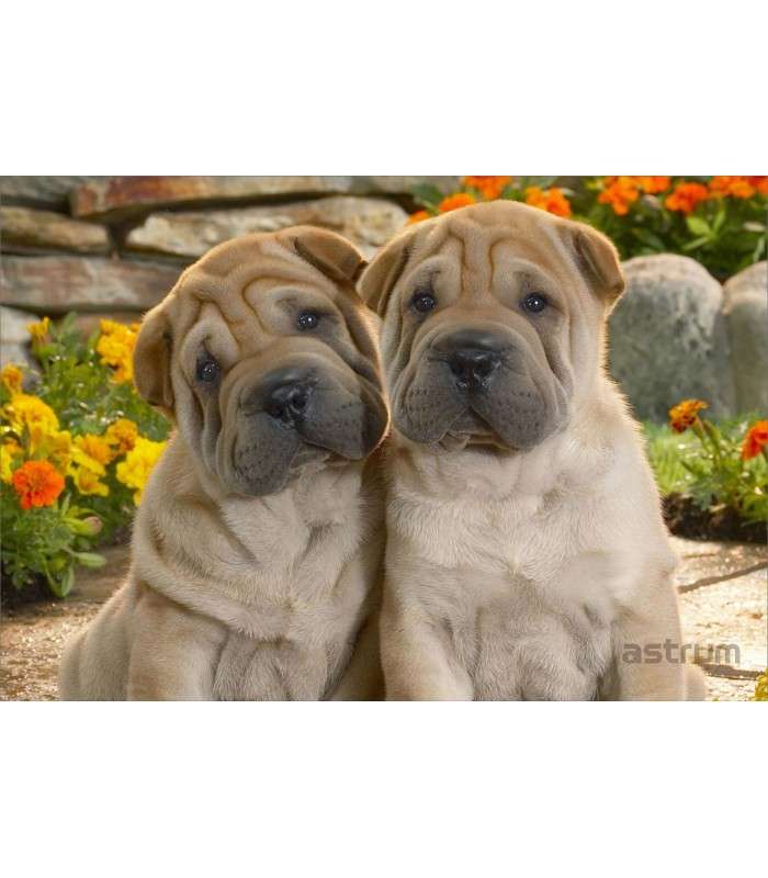 Astrum NB200 3D Vinyl Removable Laptop Skins for up to 15.6"