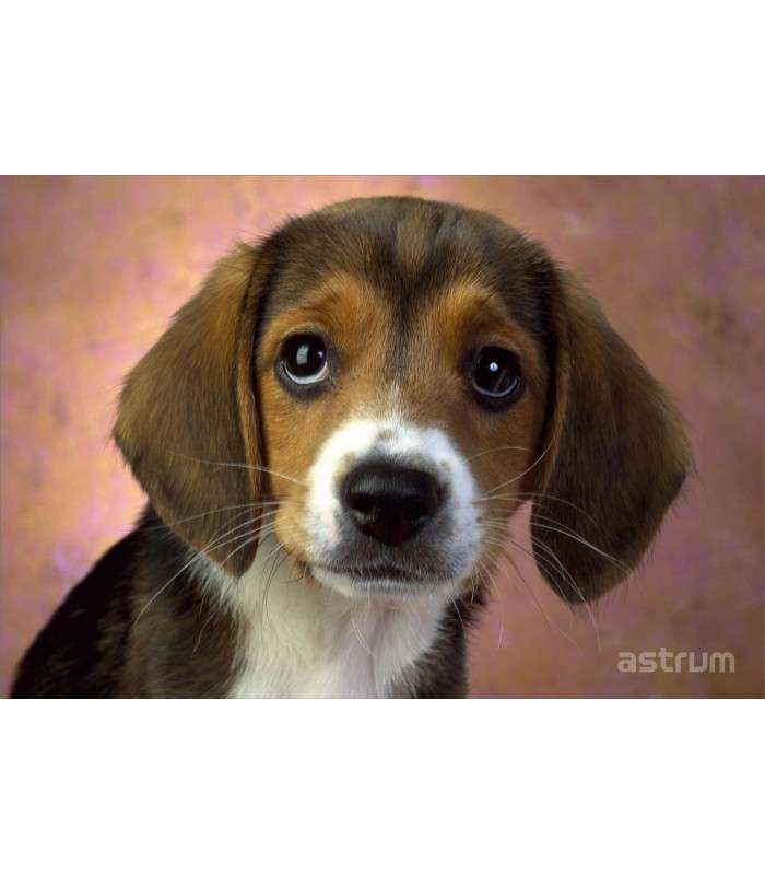 Astrum NB200 3D Vinyl Removable Laptop Skins for up to 15.6"