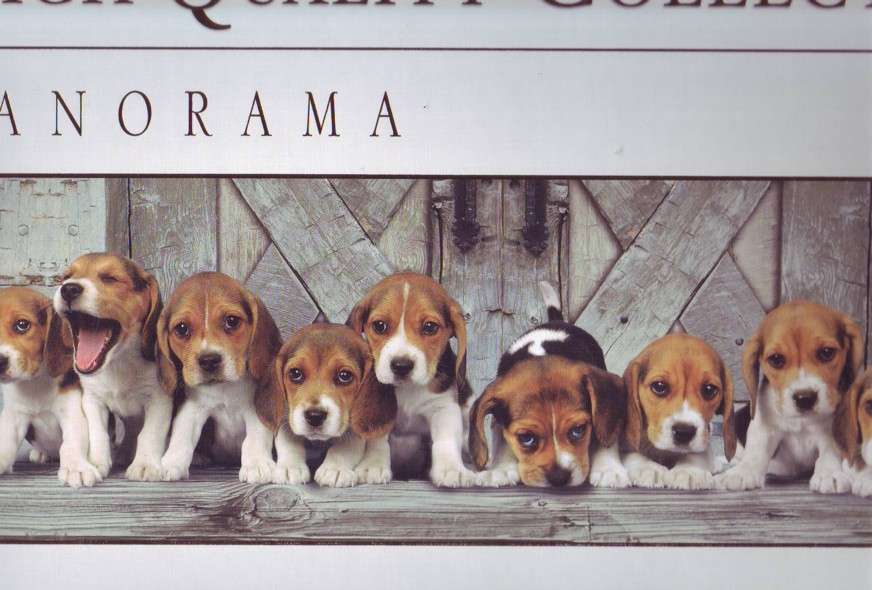 Beagles - Panoramic (1000pc Puzzle)