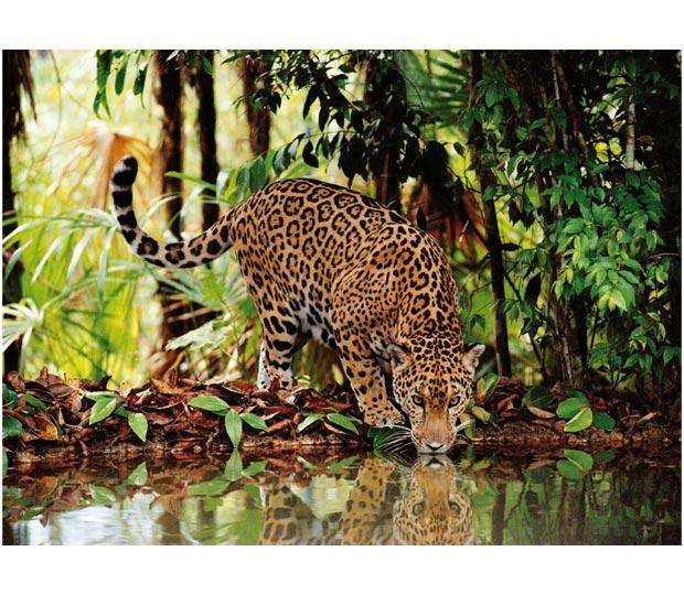 Leopard (2000pc Puzzle)