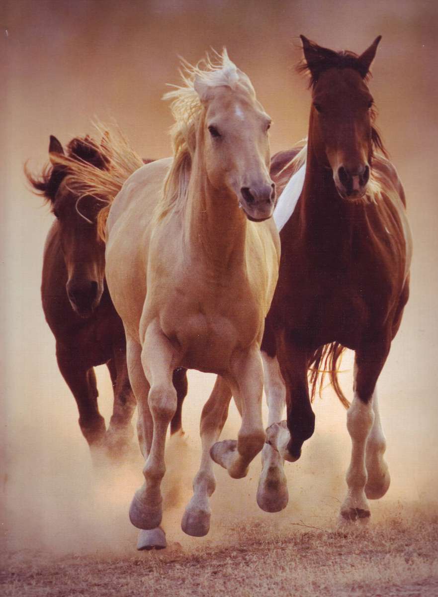 Running Horses (1000pc Puzzle) - 39168