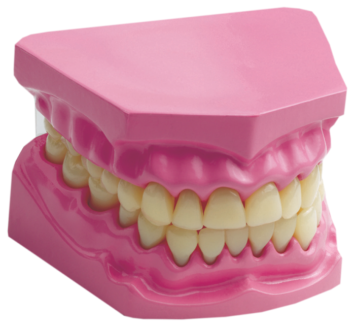 Dental Model