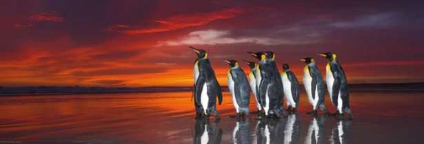 King Penguins (1000 Piece Puzzle)