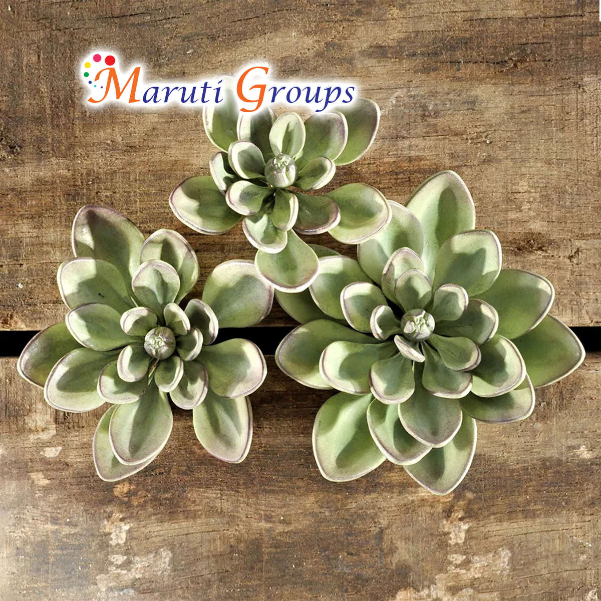 Ultimate Succulent plant Silicone Mould