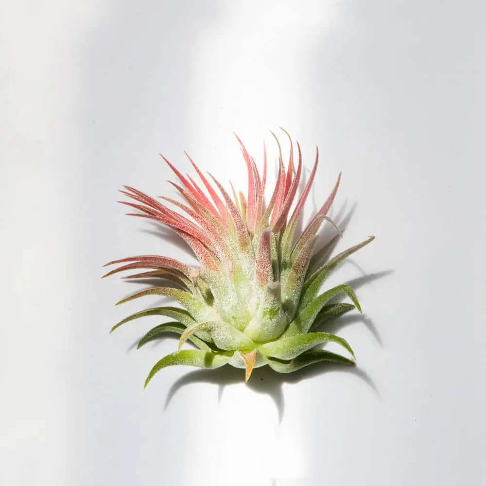 Air Plant -Ionantha