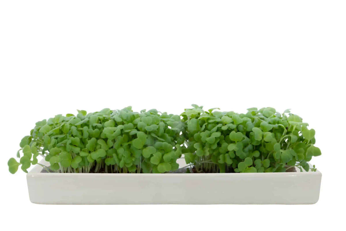 Microgreens Cabbage Refill-Pack of 5