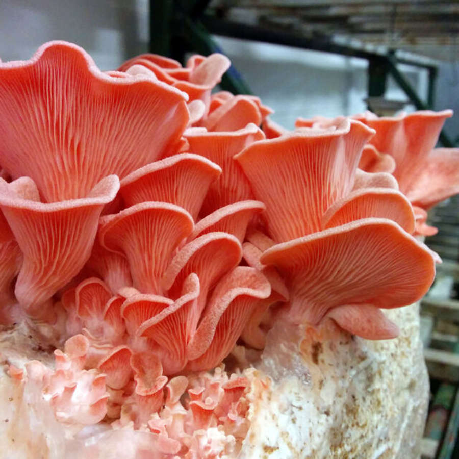 Pink Oyster Culture
