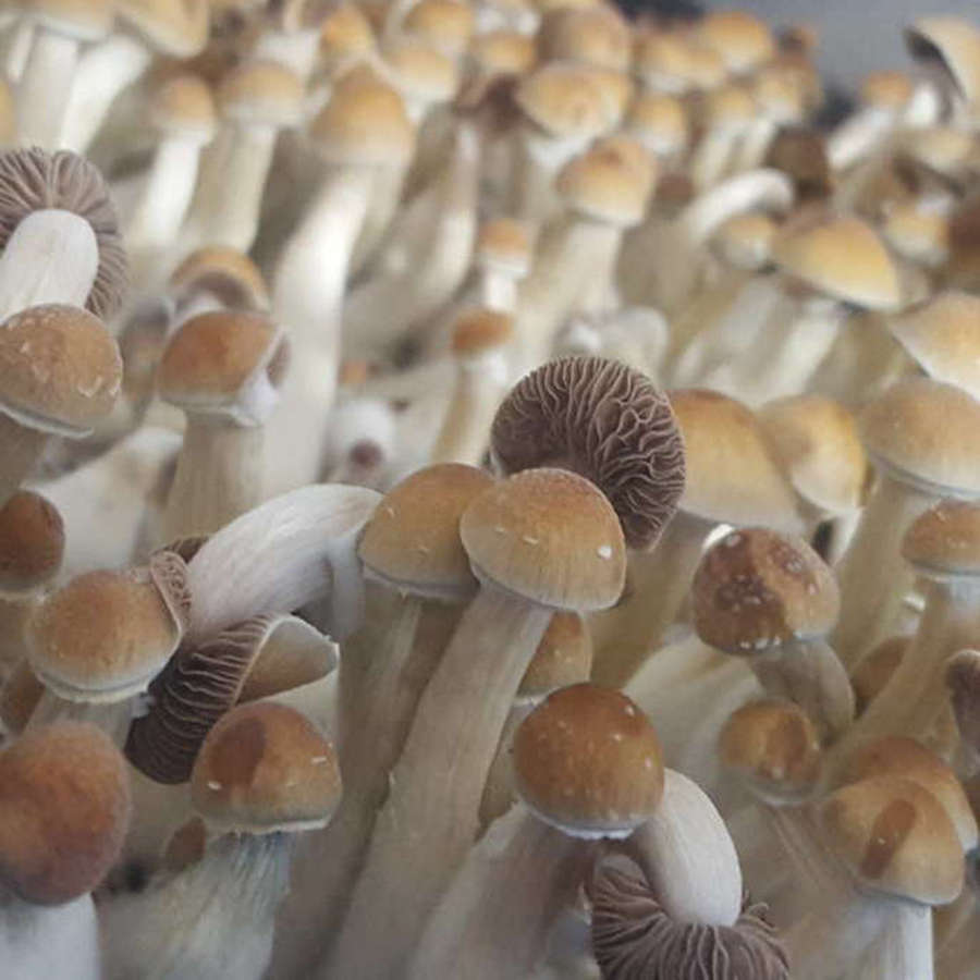 Natal Super Strength - 0.10kg