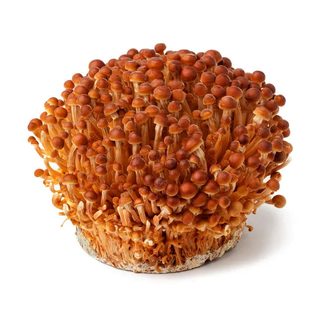 Golden Enoki Culture