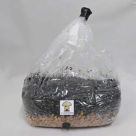 Grow In A Bag Kit