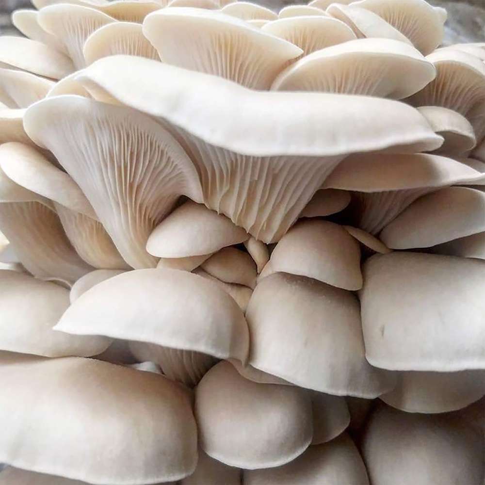 White Pearl Oyster Culture