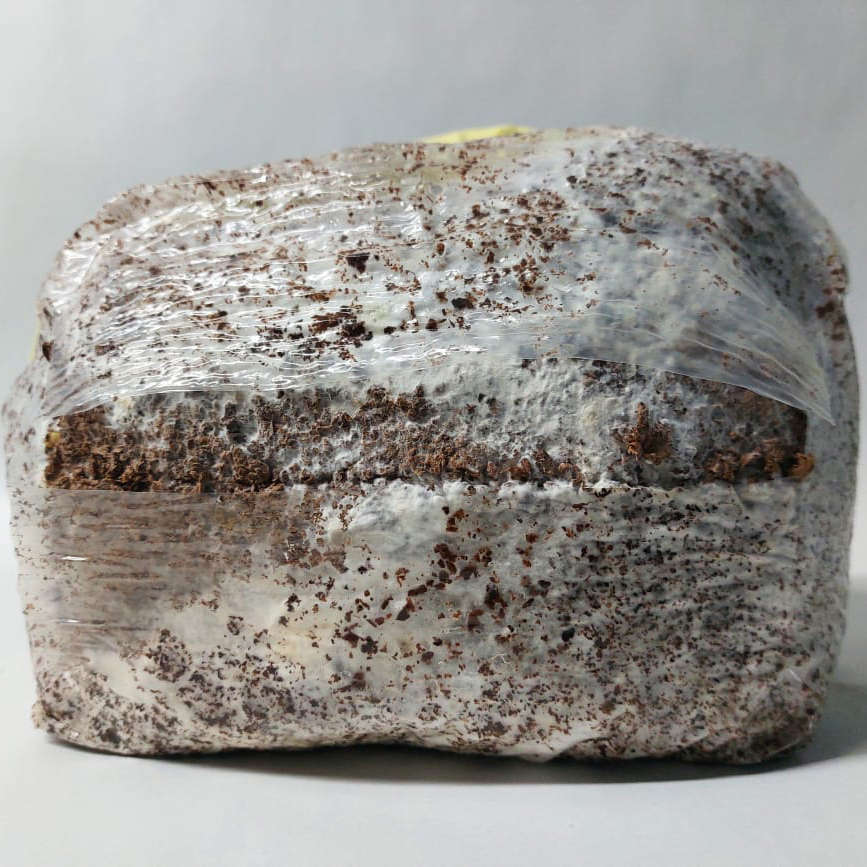 Lion's Mane Fruiting Block