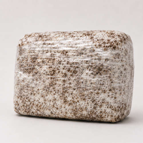Lion's Mane Fruiting Block