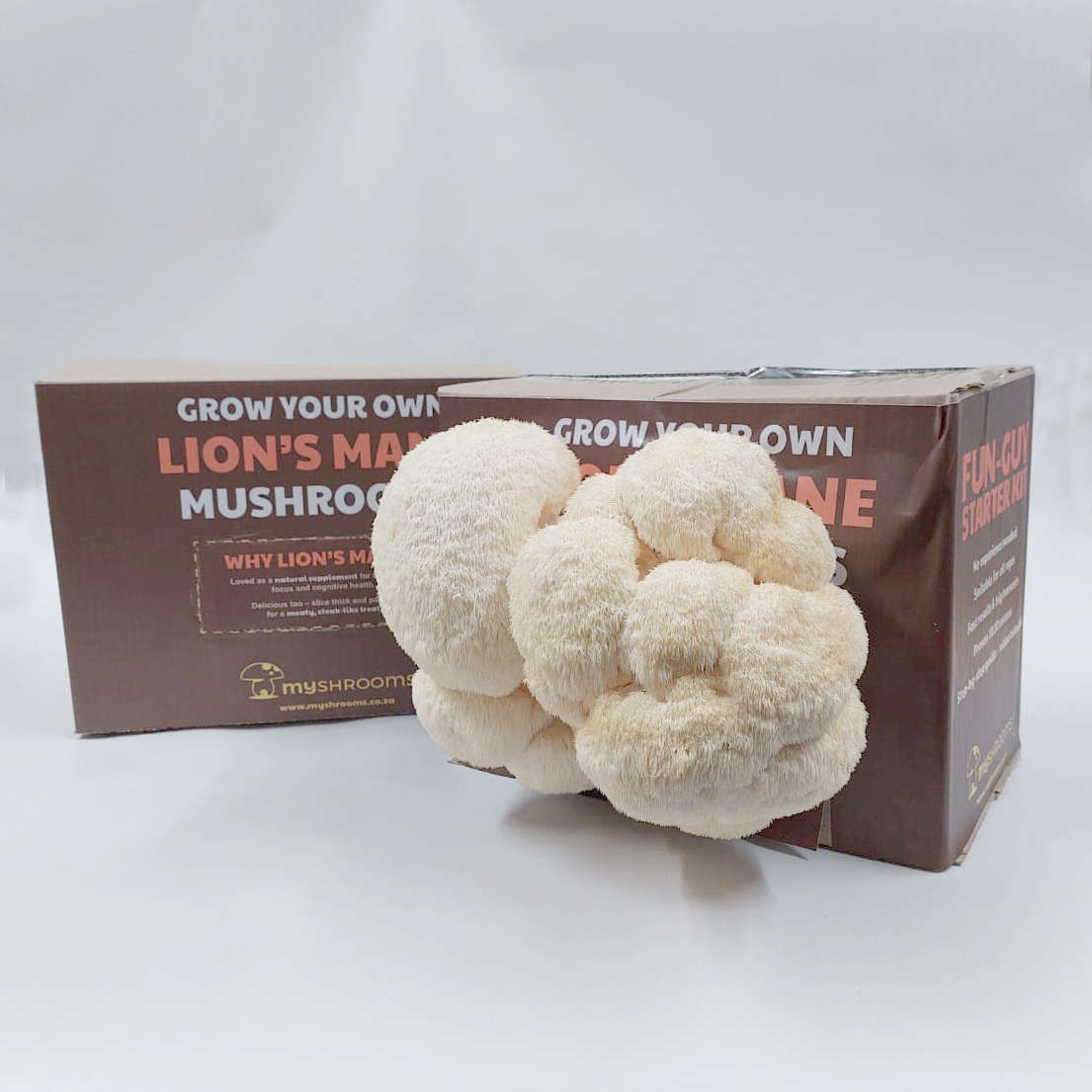 Lion's Mane Grow Box