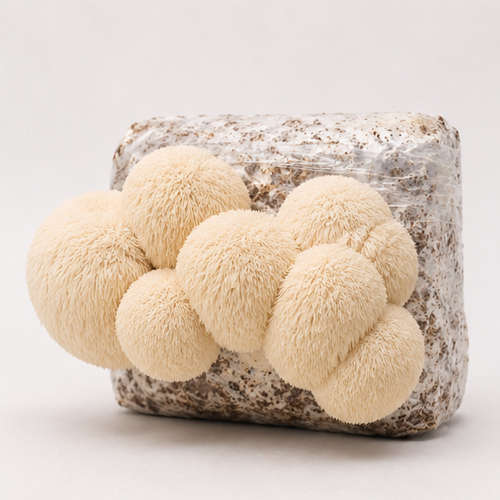 Lion's Mane Fruiting Block
