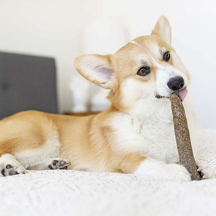 Dogwood 2 Pack Original/Calming Medium