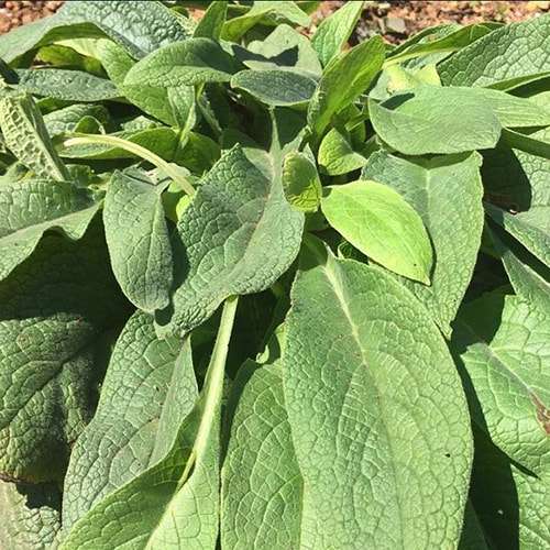Comfrey Plant