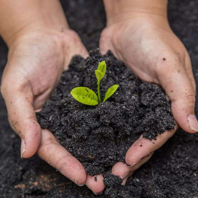 Palm Gardens Large Organic Compost- 20kg