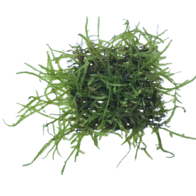 Java Moss (VERSICULARIA DUBYANA)