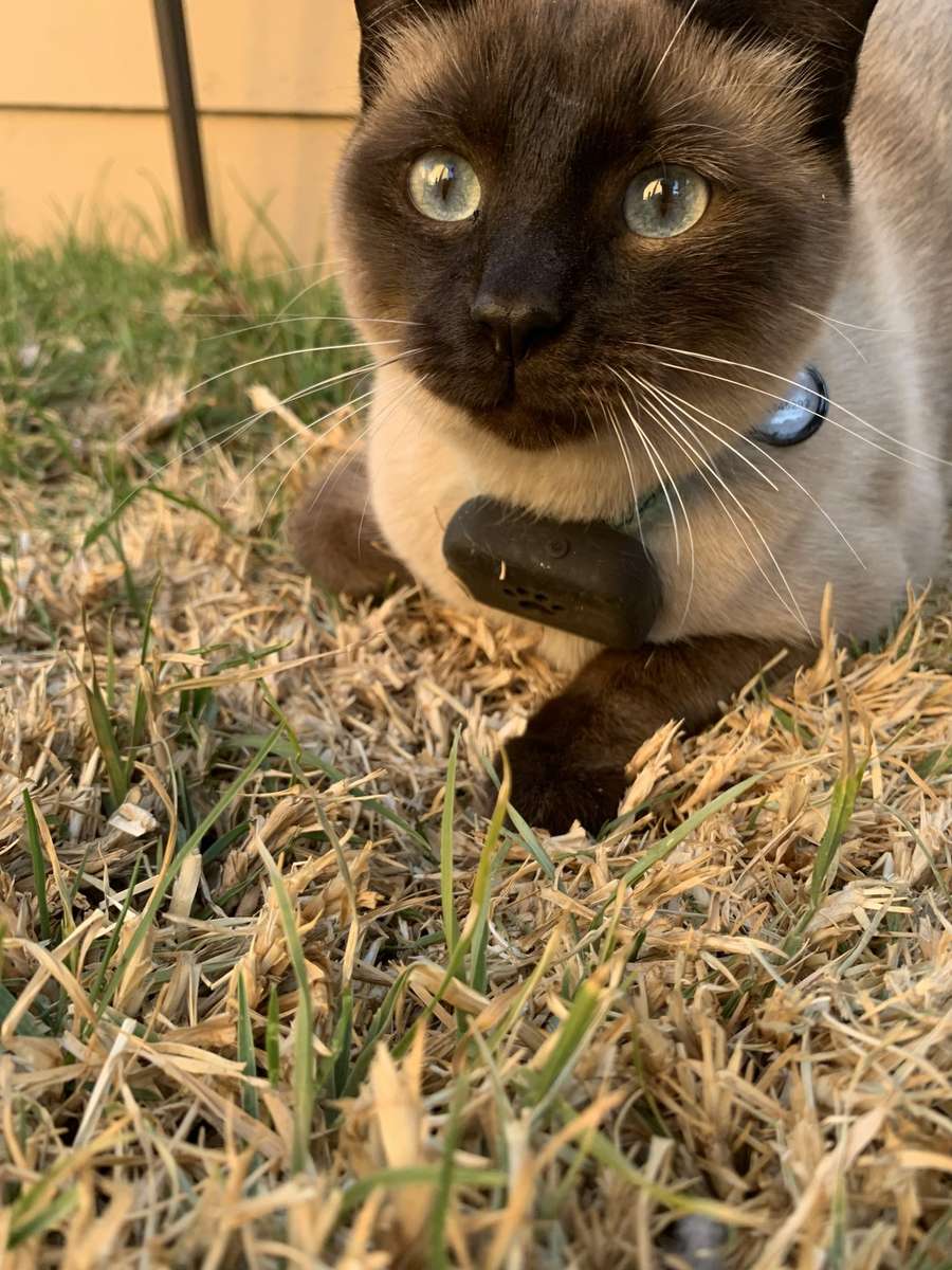 Infinity 4G GPS Pet Tracker