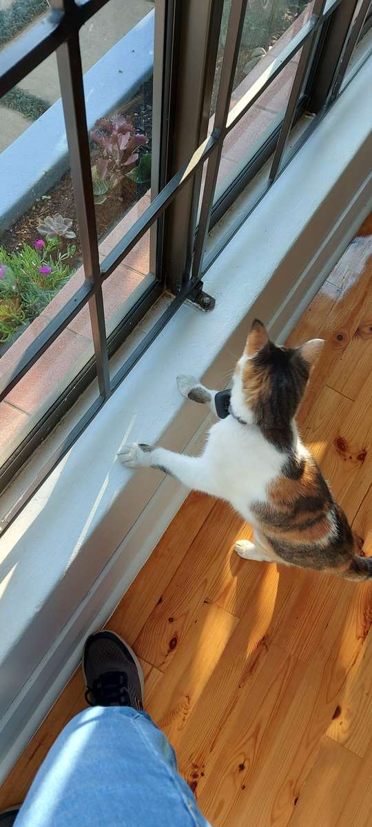 Infinity 4G GPS Pet Tracker